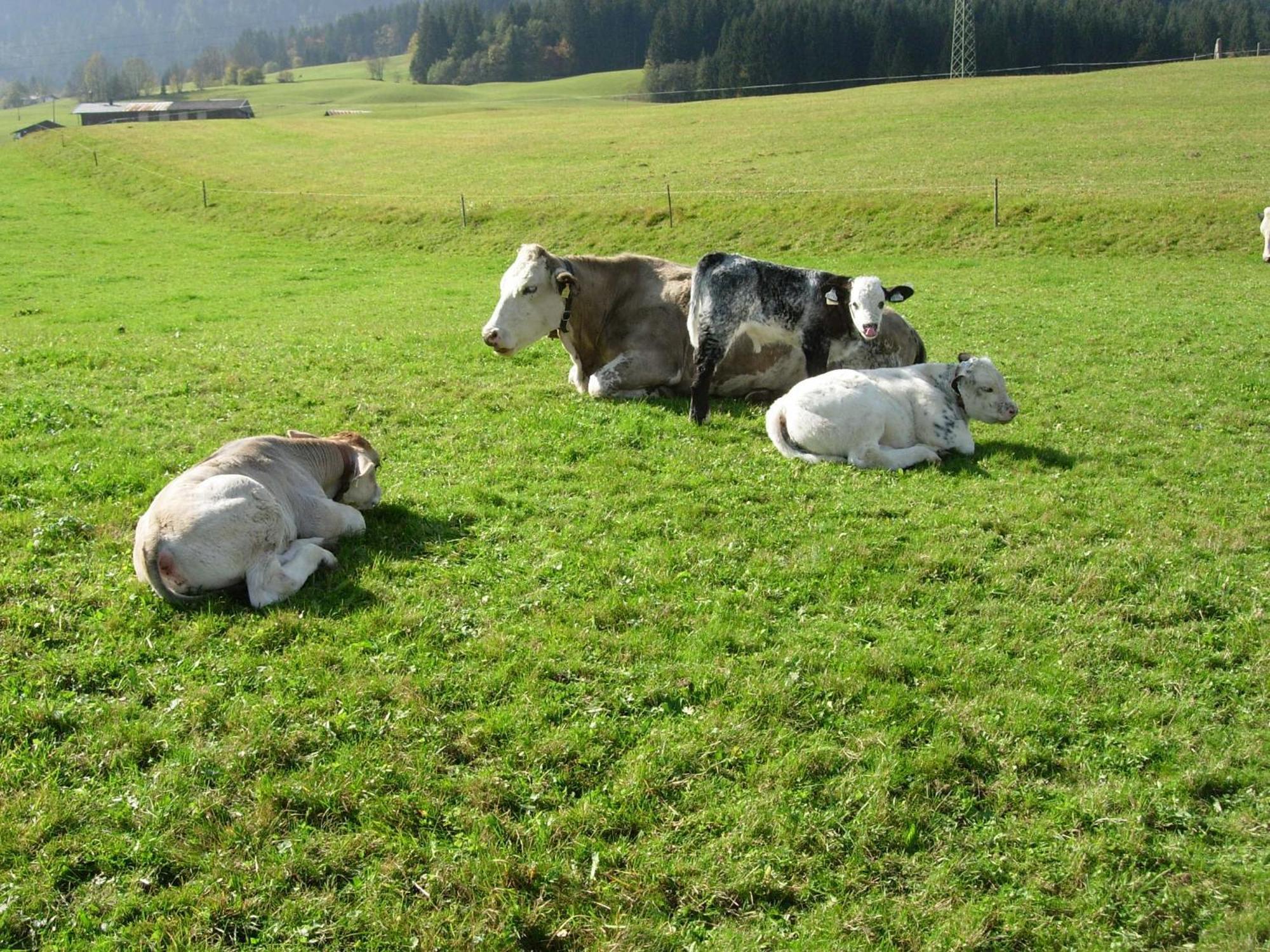 Biobauernhof Mittermoos Fieberbrunn
